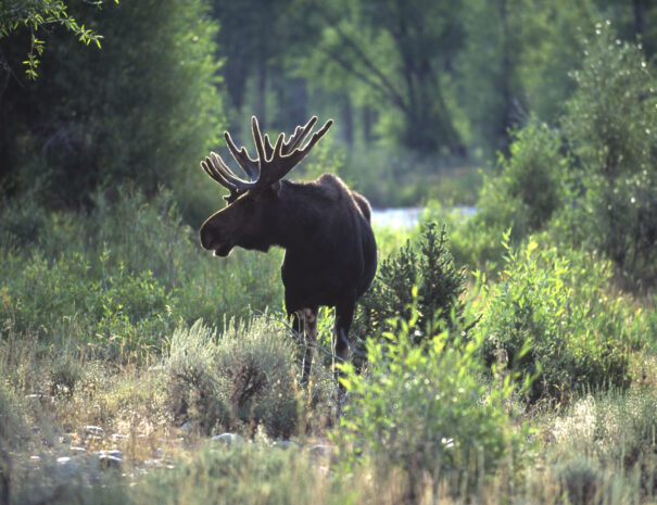 One moose backlit in the early morning light surrounded by brush and trees.