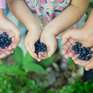 Close-up image of freshly picked wild blueberries in children’s hands. Kids’ fingers slightly stained blue from picking ripe organic blueberries in summer forest. Blueberry bushes on the background.