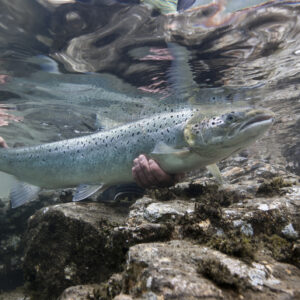 A rare image of a genuine Atlantic Salmon being returned to the Stryn river, Norway. The water is crystal clear. Whilst images of Salmon are fairly common, it is images of Atlantic Salmon that are highly sought after. This Salmon, released in crystal clear water is a perfect example of a fresh run fish being released.